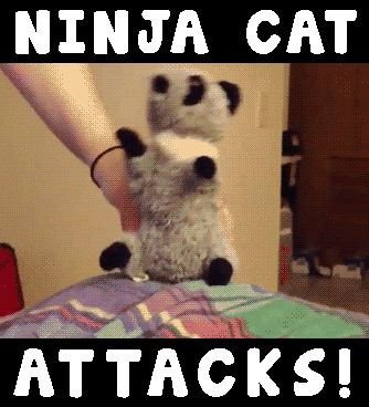 cat attack GIF