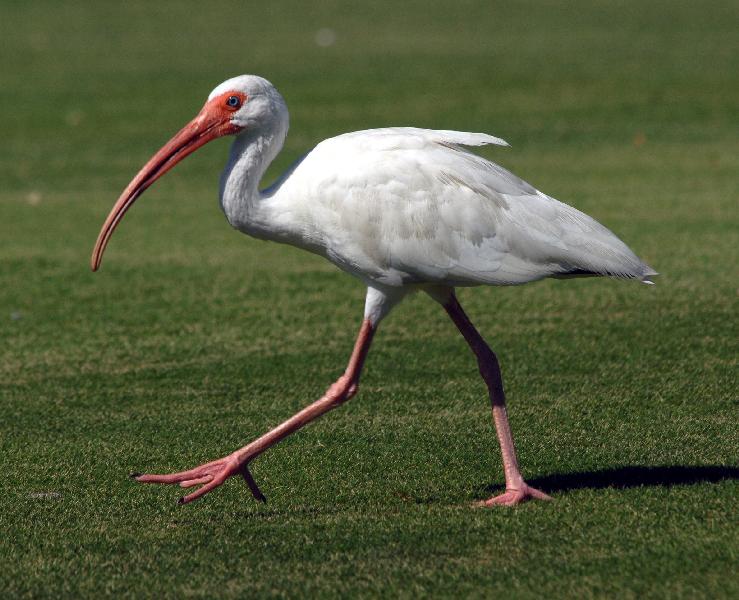 World All Animals Ibis Beautiful birds