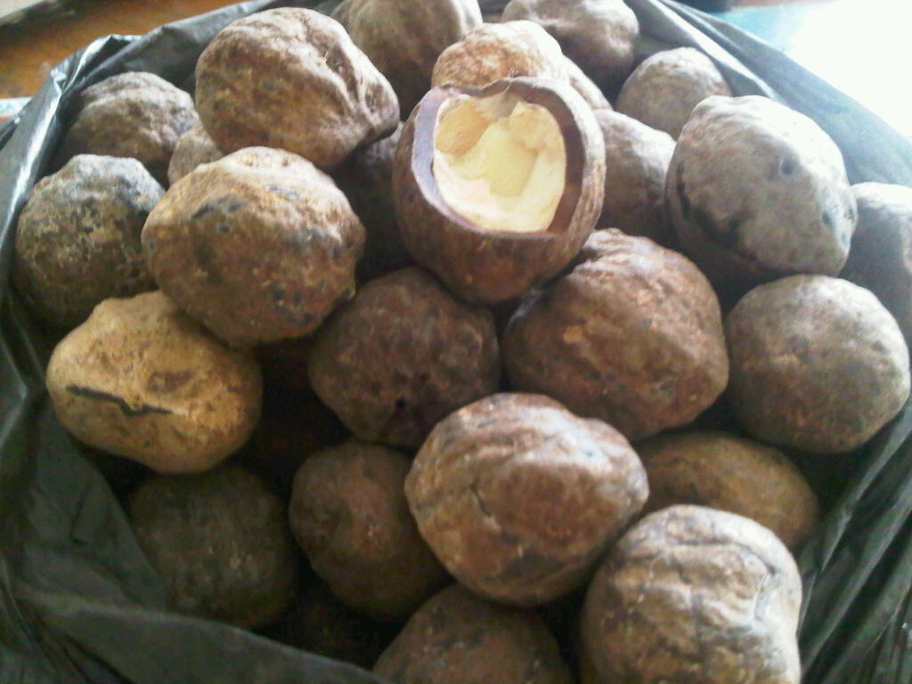 Health benefits of Candlenut oil for hair and Beauty Health Benefits