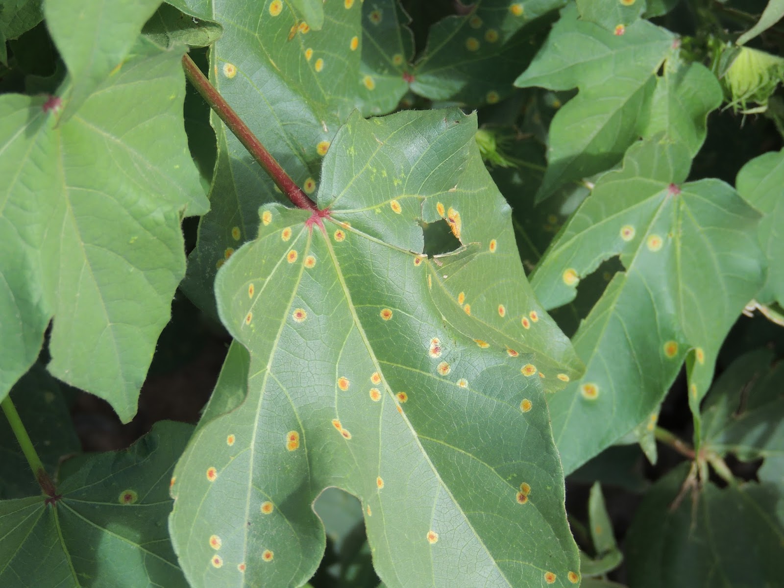 NMSU Plant Clinic Southwestern Cotton Rust Diagnosed in Southern New