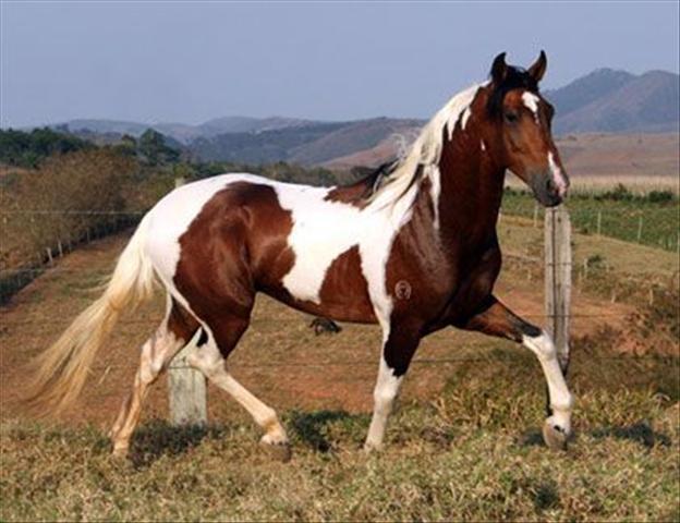 VENTA CABALLO TIRO venta caballo tiro: