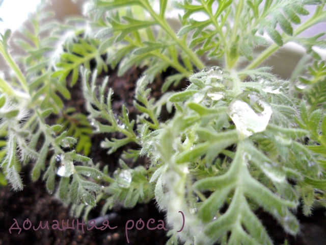 Лаванда Лукошко Элси