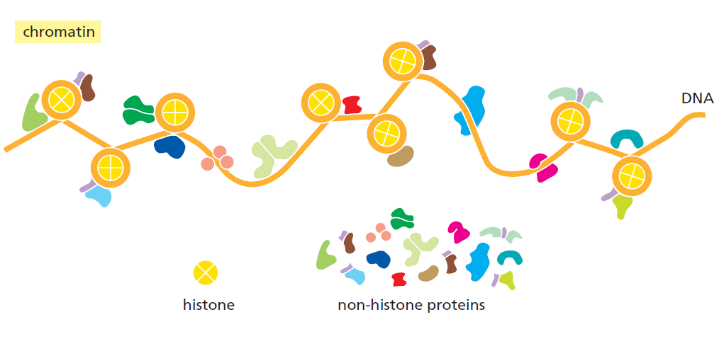 the basic unit of proteins