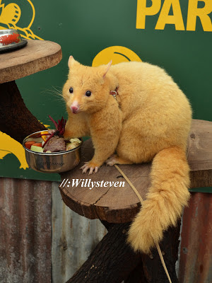 Golden Bushtail Possum