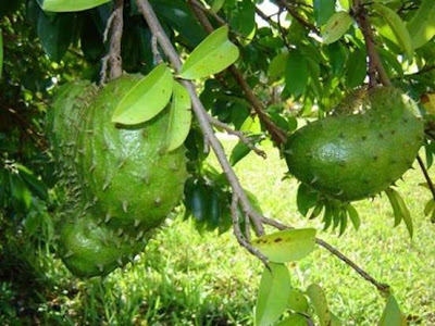 Pohon Buah Sirsak daun sirsak