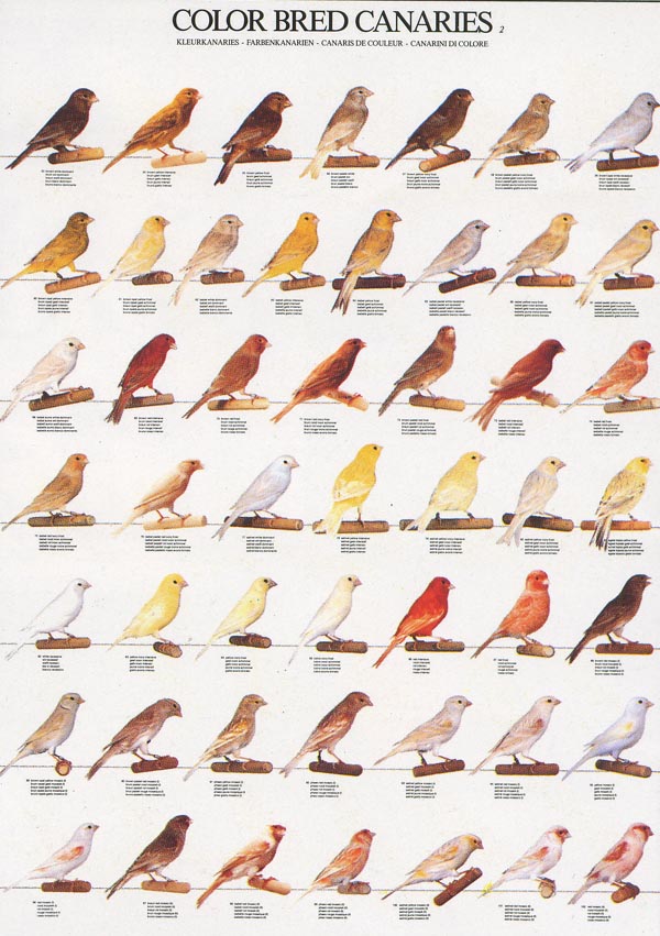 Canary Color Chart