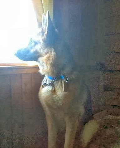 Mia the German Shepherd