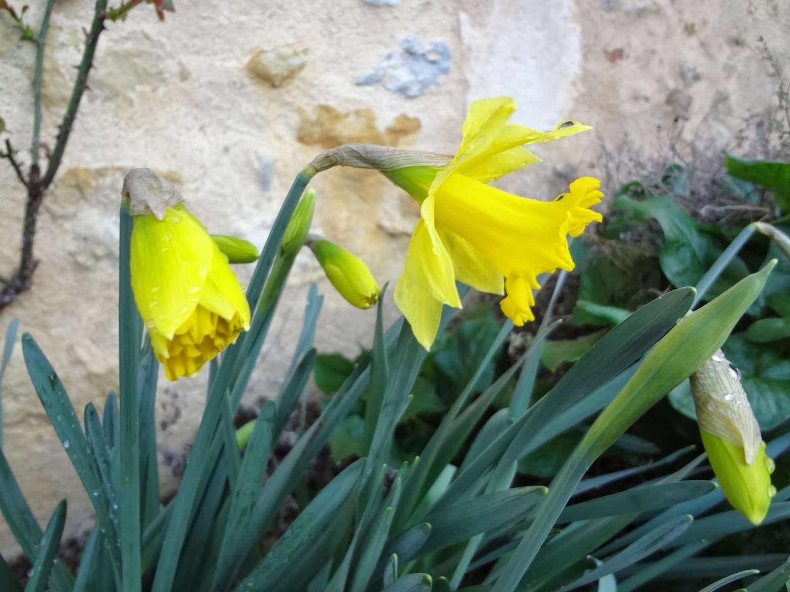 Simplyfil Jonquilles et roses / Daffodils and roses