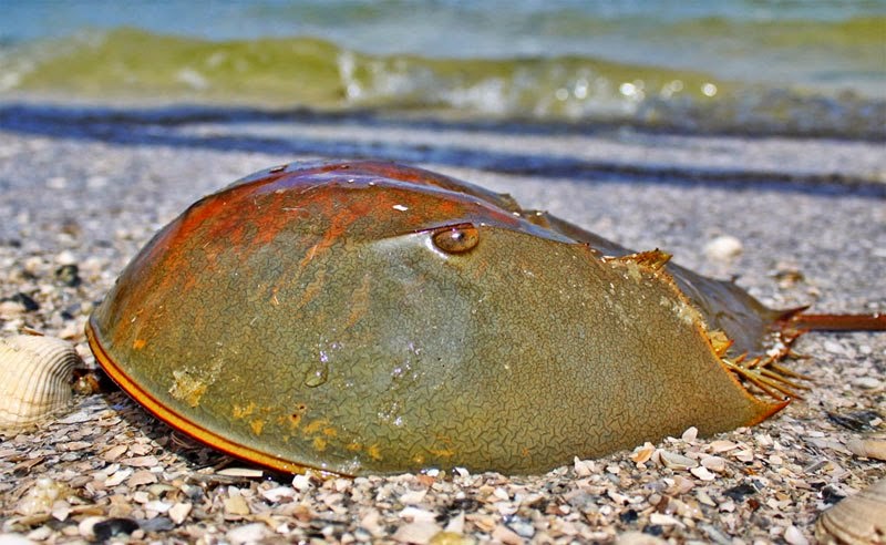 Horseshoe Crab (Limulus polyphemus) It is Better to Give