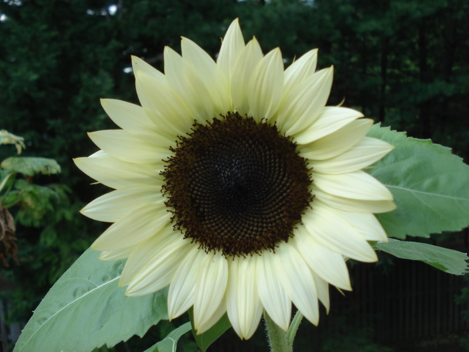 Bumble Lush Garden Introducing Coconut Ice Sunflowers