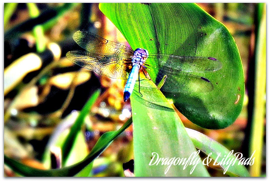 Dragonfly, Lily Pads, Lace wings, Blue, Black, Green
