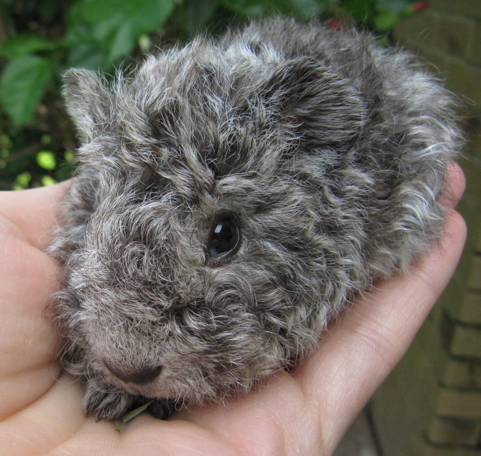 Ear+Mites+in+Guinea+Pigs Guinea Pig Ear Mites http://emmasguineapigs.blogspot.com/2011_05_01 ...