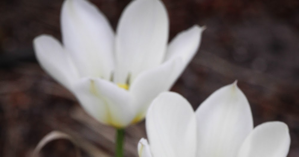 PiCABOOS Photography {Central MN Area} Three White Flowers...