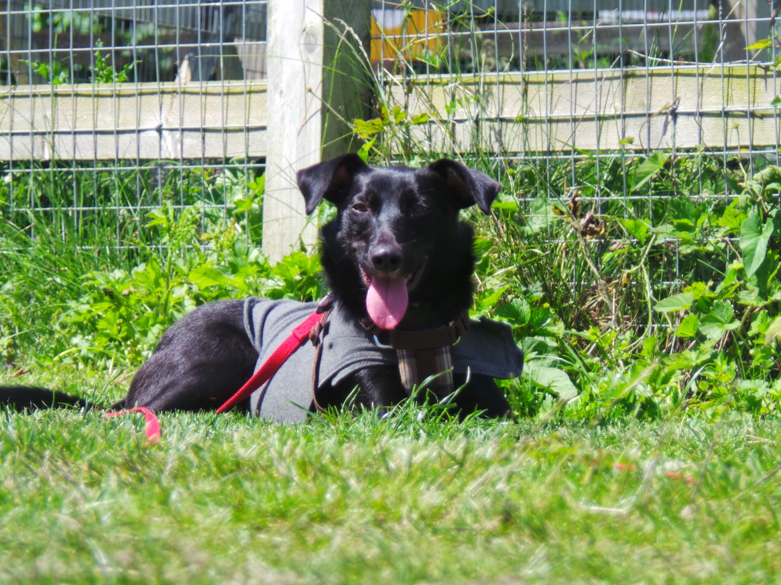Dogs Trust Dogs Trust Shoreham Thompson
