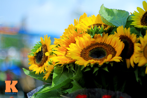 [Image: nho-mua-hoa-huong-duong-vao-he-3.jpg]