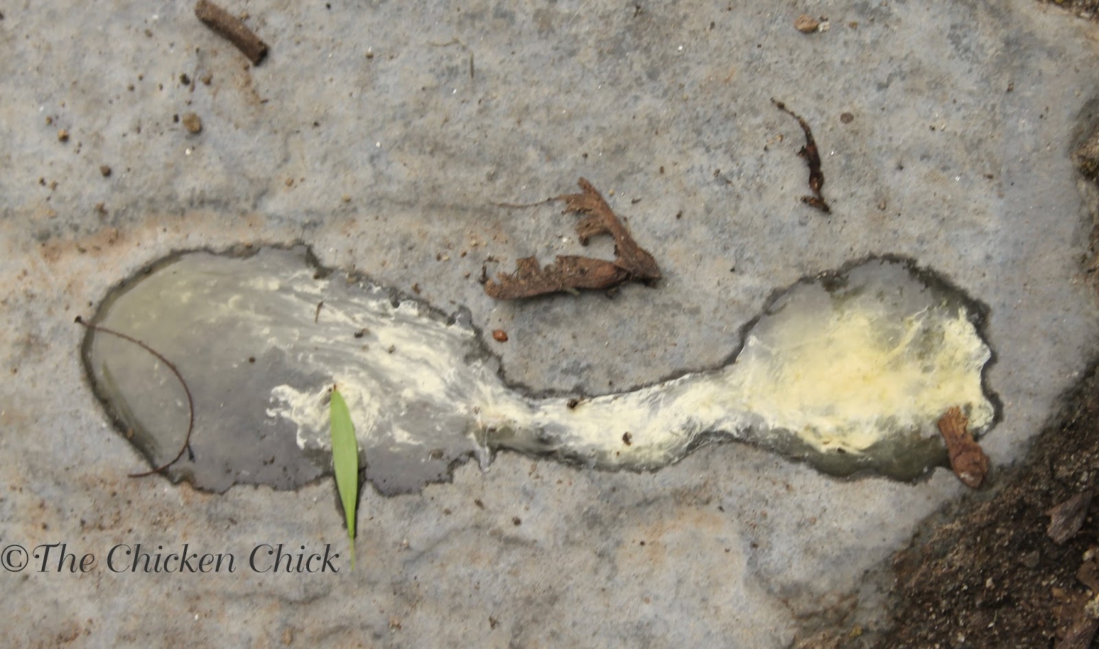 What's the Scoop on Chicken Poop? The digestive system examined. The Chicken Chick®