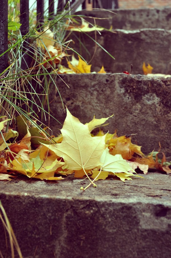 [Image: montreal-mua-thu-11.jpg]