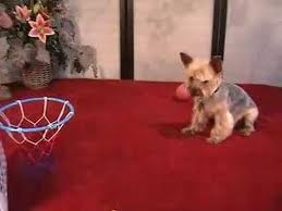 Dogs Basketball