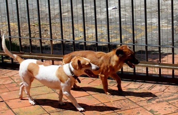 Qual a durabilidade da tela de proteção?