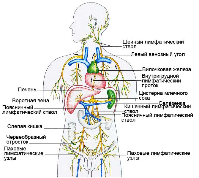 Схемы лимфоузлов человека Схемы лимфоузлов человека