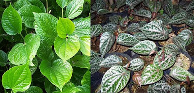 4000+ Gambar Daun Sirih Hutan HD Paling Baru 4000+ Gambar Daun Sirih Hutan HD Paling Baru