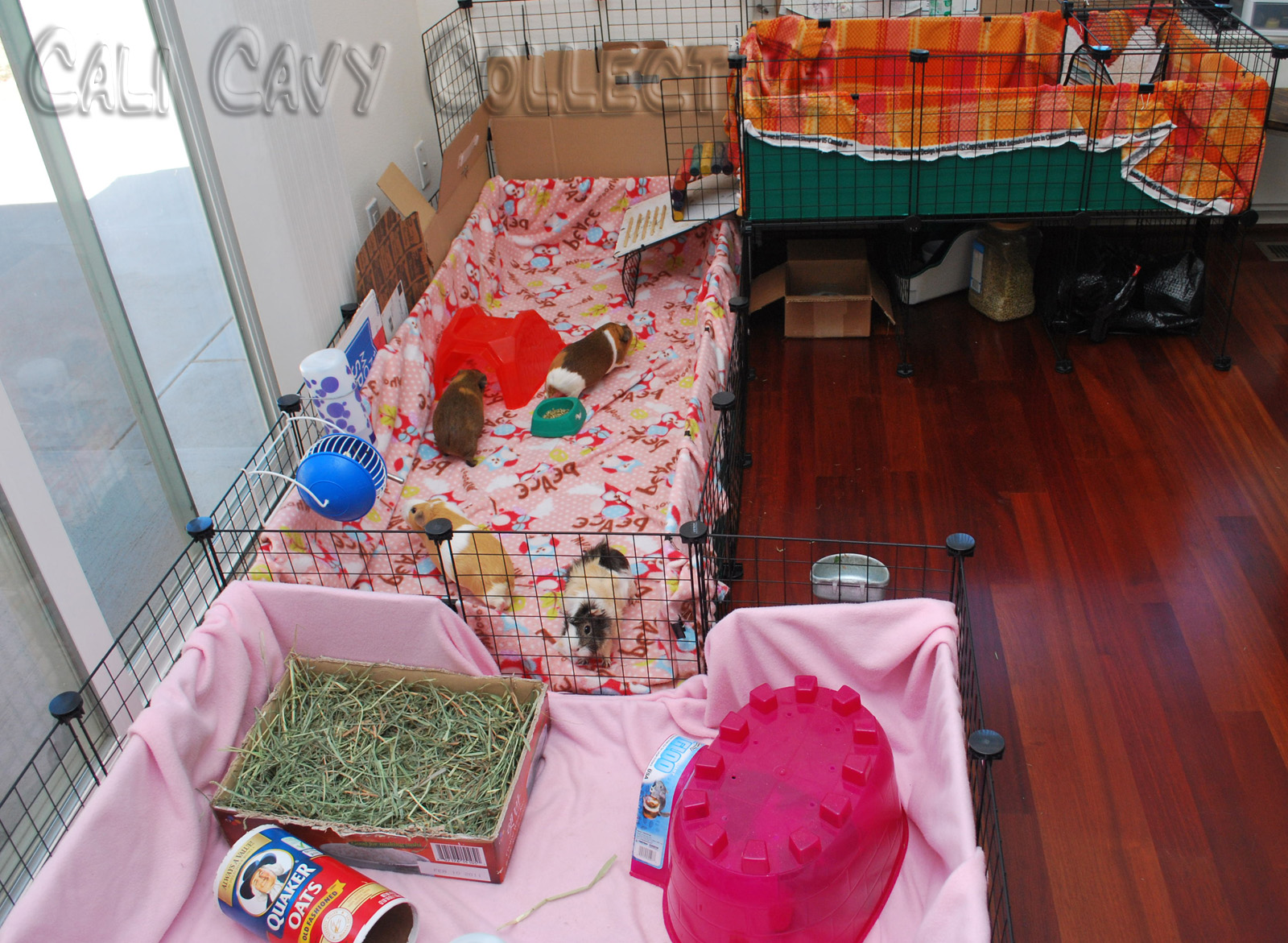 Cali Cavy Collective a blog about all things guinea pig Guinea Pig