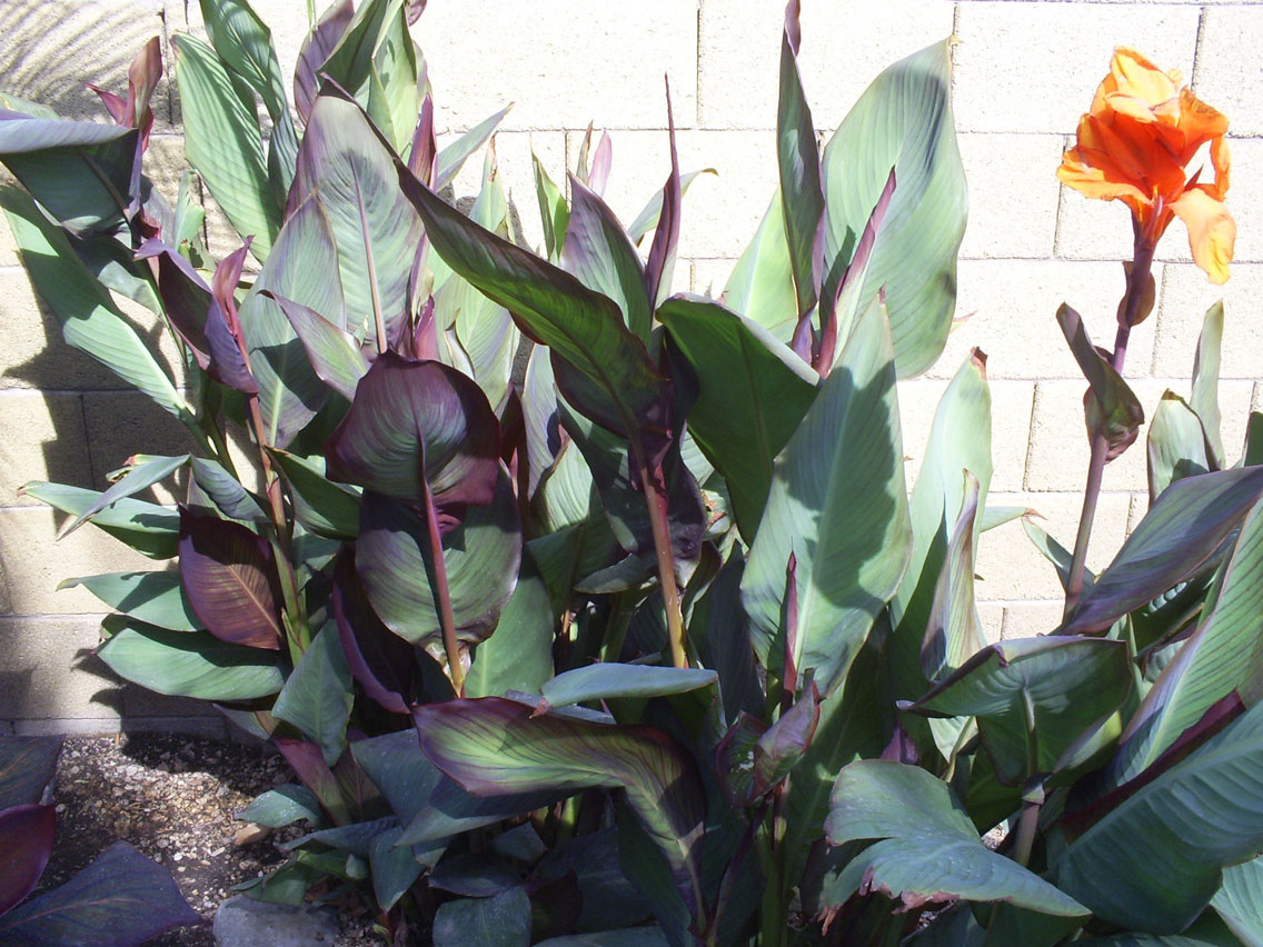Brad's Tropical Paradise The secret to growing tropical plants in Arizona