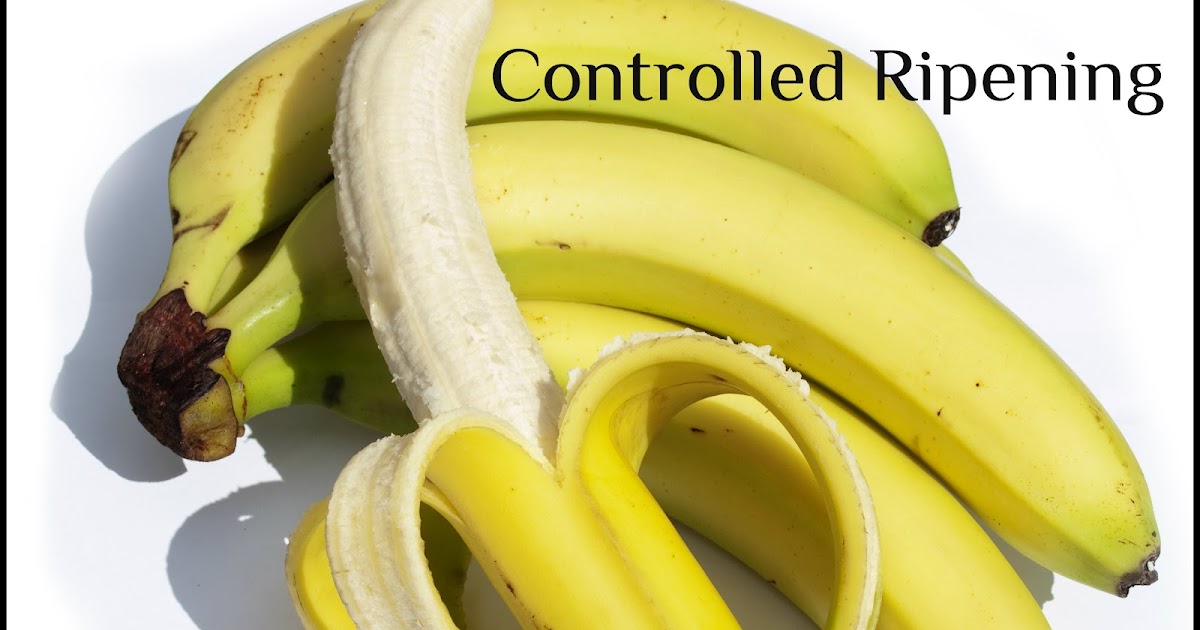 The Prudent Pantry Controlled Ripening of Bananas