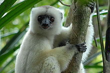 help-amazing-almost-extinct-animals-silky-sifaka help-amazing-almost-extinct-animals-silky-sifaka