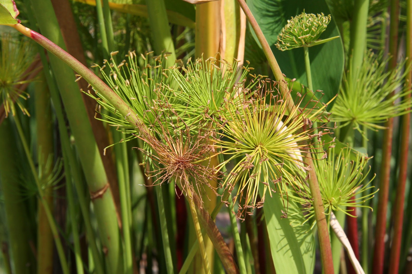 It's My Life Thai plant life