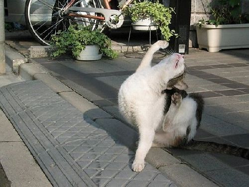 http://www.zuzafun.com/dramatic-cats