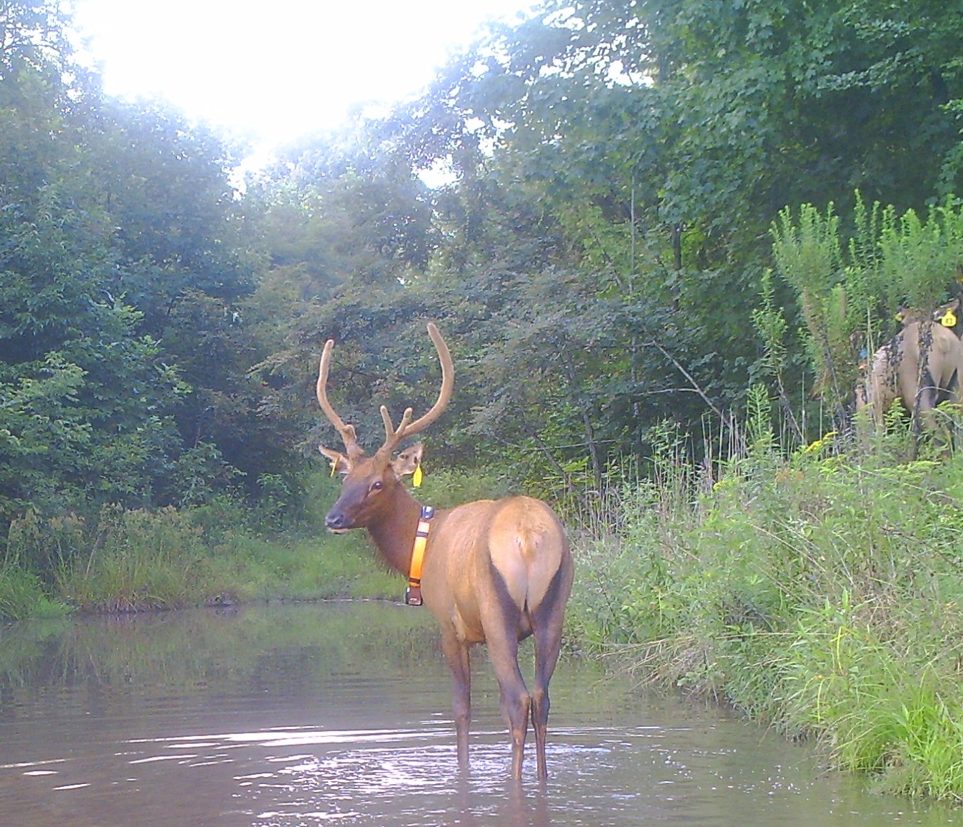 Rocky Mountain Elk Foundation Recognized for Virginia Elk Restoration