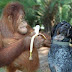 Gambar Foto Lucu Terbaru 2013 Gambar Foto Lucu Terbaru 2013