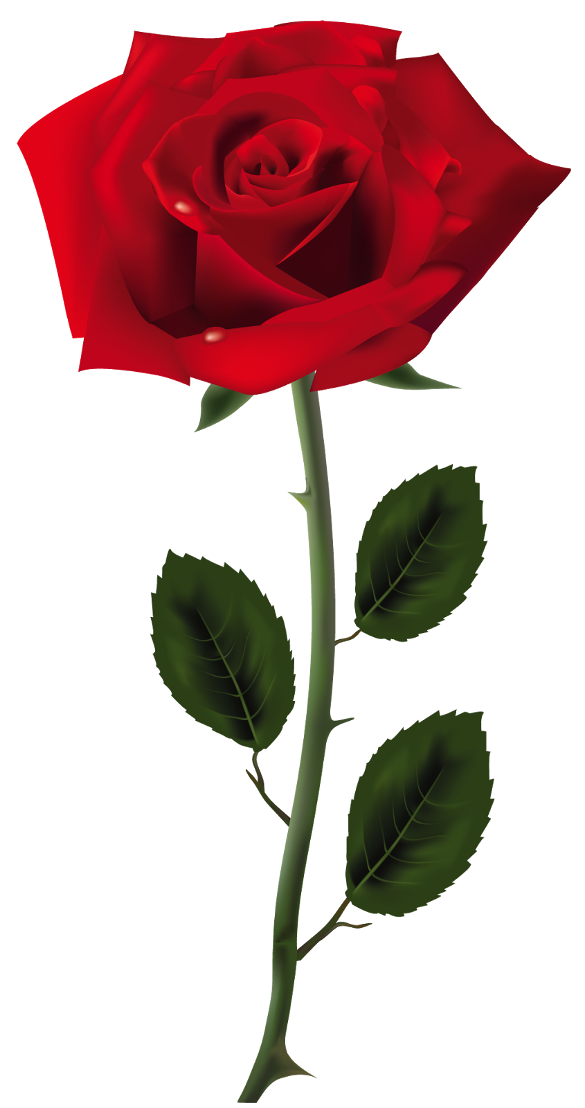 Photo Editing Material : Rose Effects (Photo Editing Material )