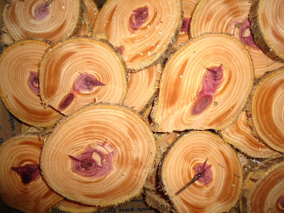 Cedar Wood Tree
