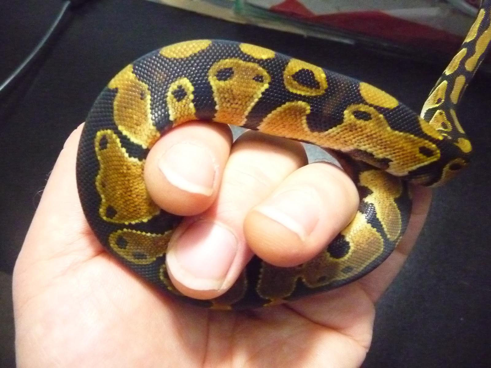 Constrictor Chile cria y venta de serpientes pitones bolas Santiago