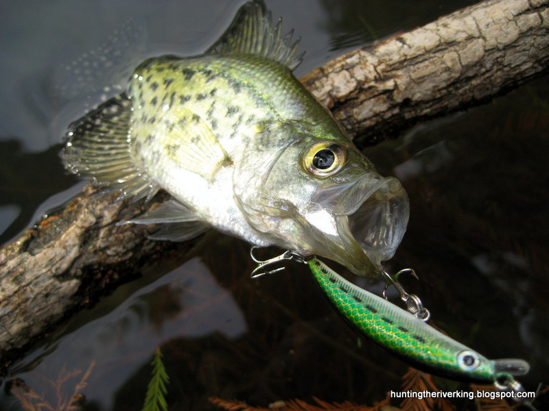Fairmount Park Riverside Ca Fishing