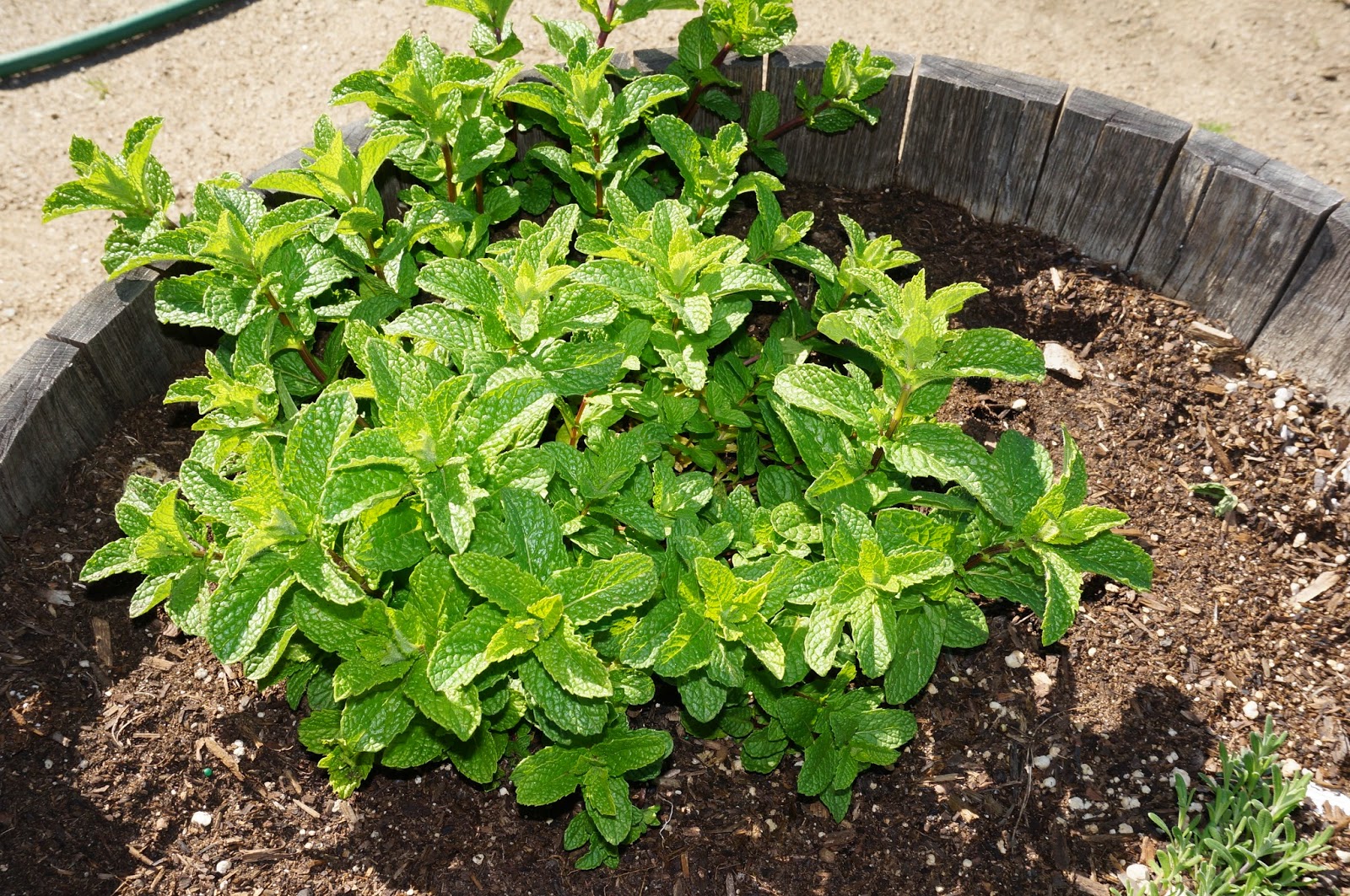 Herb? Herb?