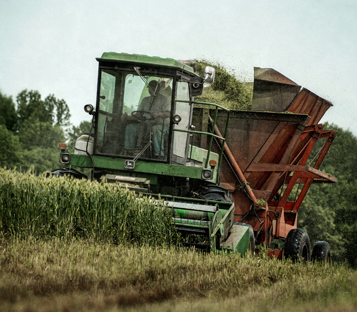 Dan Routh Photography Wheat & Barley Silage