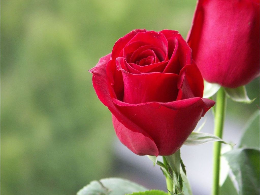 rose wallpapers | red rose wallpapers | red flowers ...