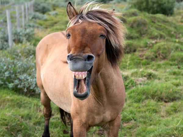 Click-in-English: And the winner is...the Horse!! Click-in-English: And the winner is...the Horse!!