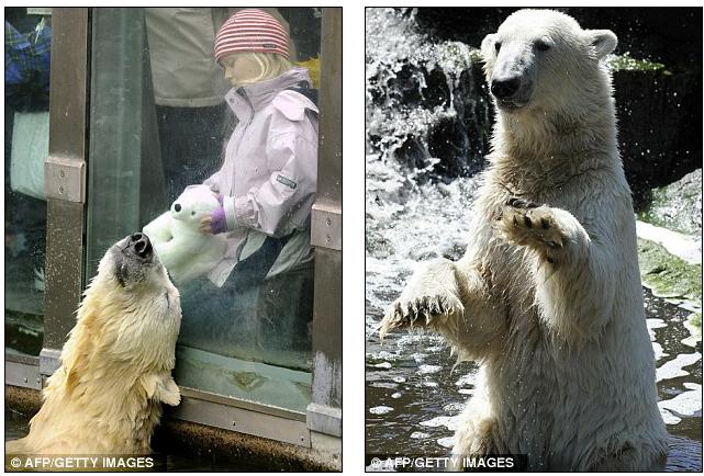 leonardo dicaprio knut. Visit the famous polar bear; leonardo dicaprio knut polar bear. Making a splash: Knut,; Making a splash: Knut,