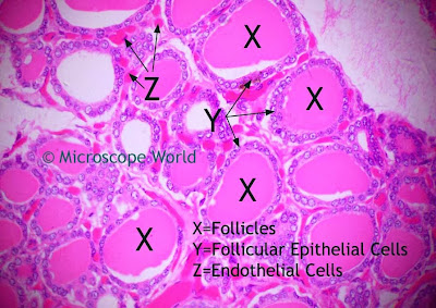 Thyroid Gland labeled with follicles, epithelial cells and endothelial cells