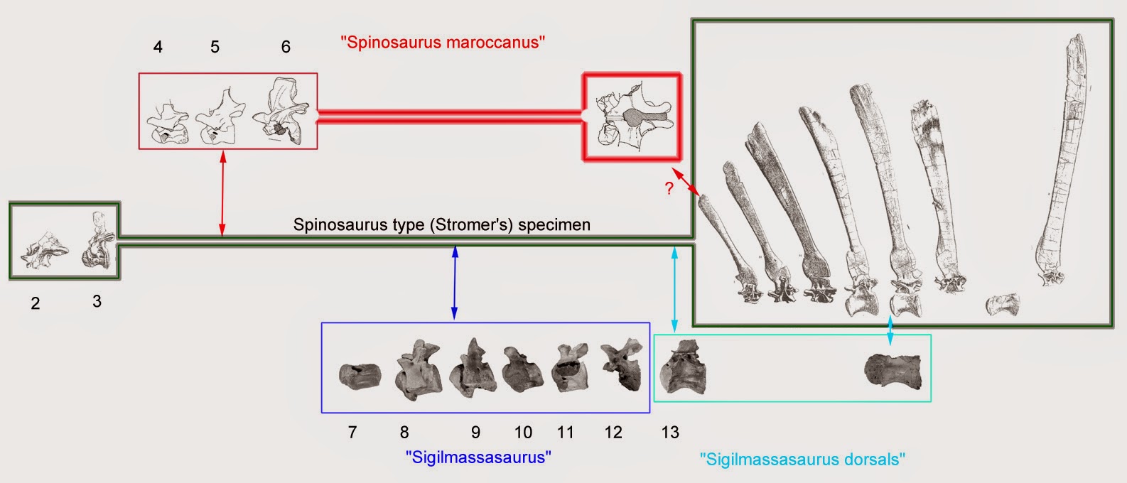 spino+test+ricostruito.jpg