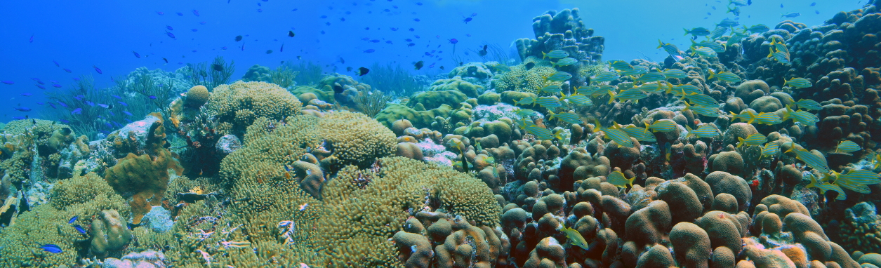coral reef panoramic
