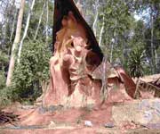 Osun-Osogbo Sacred Grove Nigeria Osun-Osogbo Sacred Grove Nigeria