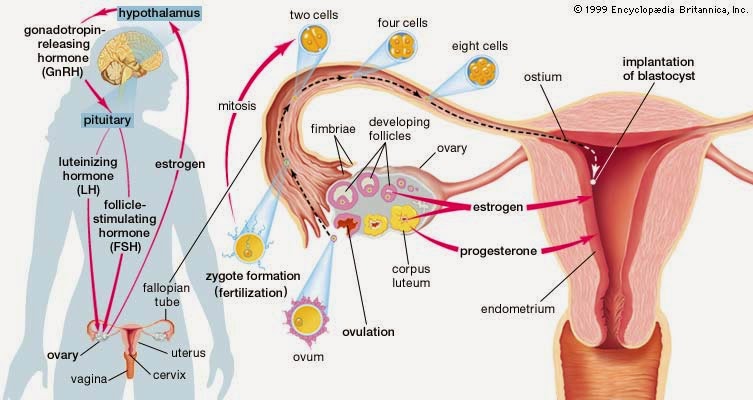siklus menstruasi pada wanita siklus menstruasi pada wanita