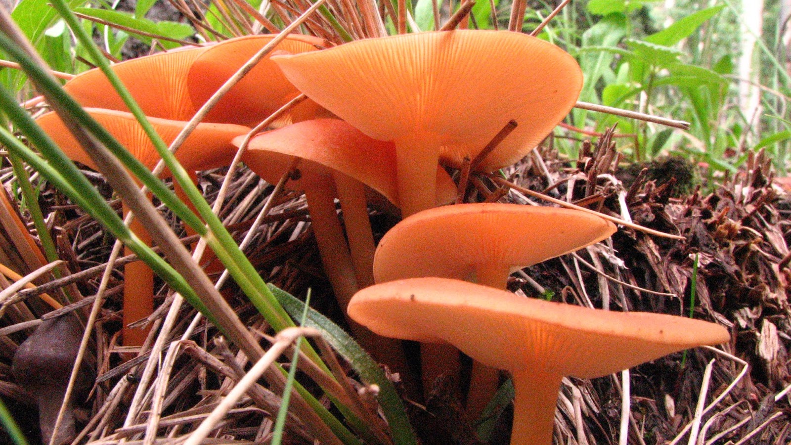 What's Growing in Colorado A Shortcut to Mushrooms Basics