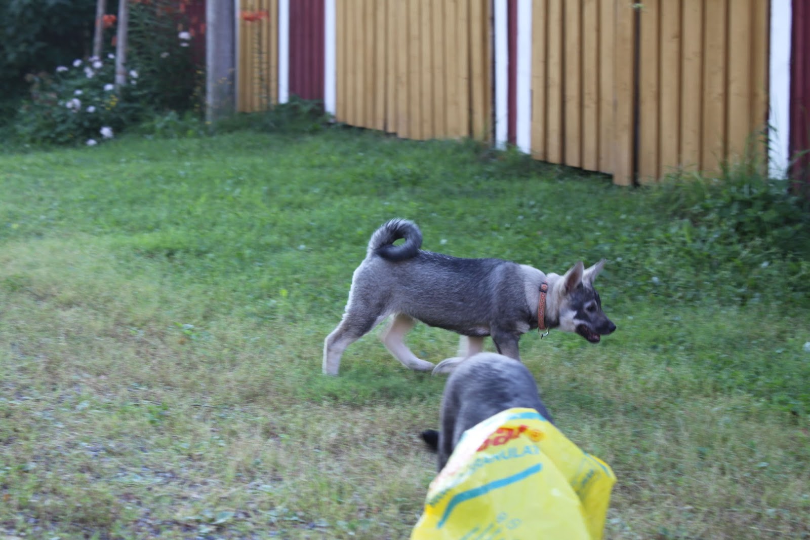 Häätö koiran haukkumisen takia