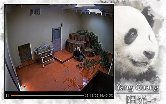 colateral champú caldera edinburgh zoo panda webcam facultativo pasos selva